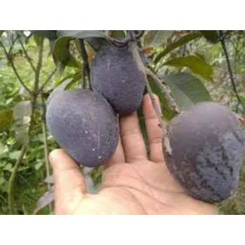 Mango Hybrid Plant
